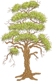 Tall Oak Tree Embroidery Motif - 02 by Sue Box
