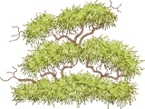 Bush Oak Tree Top Embroidery Motif - 03 by Sue Box