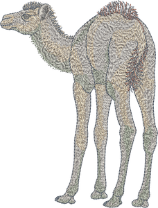 Camel Embroidery Motif - 05 - Sue Box Moroccan designs