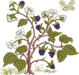 Blackberries Embroidery Motif - 17 by Sue Box