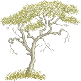 Acacia Tree Embroidery Motif - 18 - Zoo Babies by Sue Box