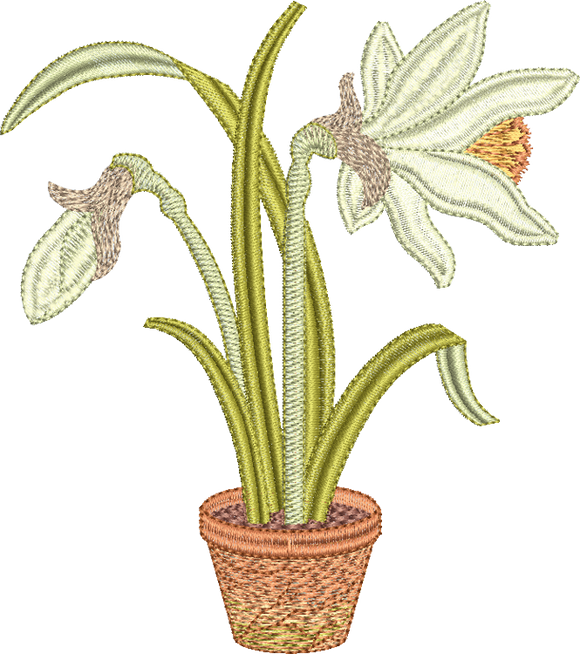 Daffodil Flower Bulb 3 Embroidery Motif - 20 by Sue Box