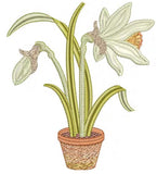 Daffodil Flower Bulb 3 Embroidery Motif - 20 by Sue Box