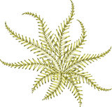 Fern Embroidery design by Sue Box