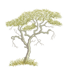 Acacia Tree Embroidery Motif - 18 - Zoo Babies by Sue Box